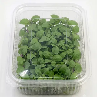 Basil Green