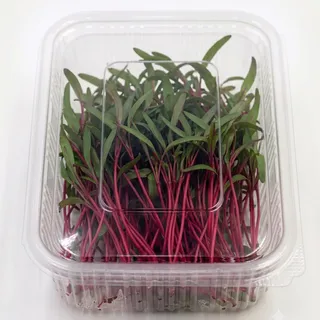 Beetroot Imported