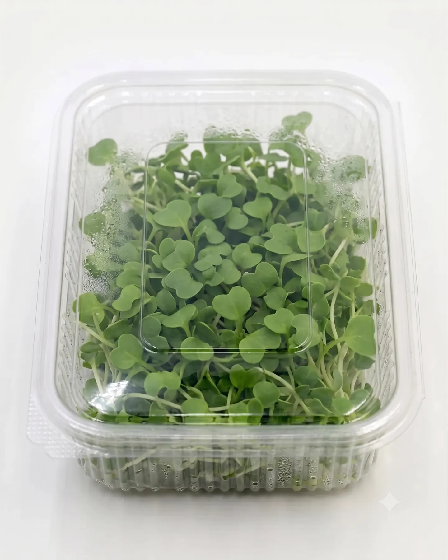Pak Choi — view 1
