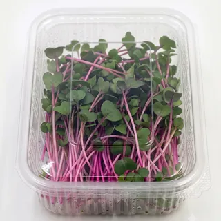 Radish China Rose