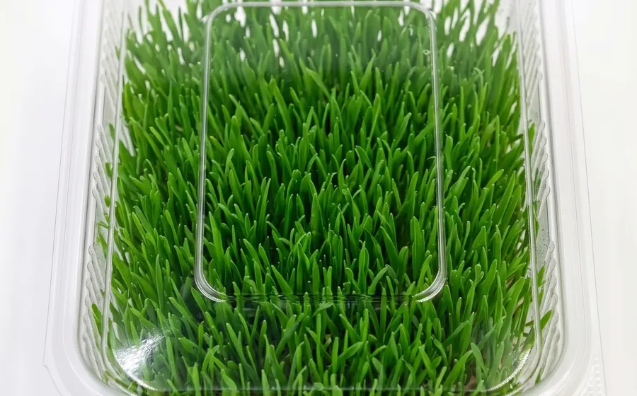 Wheatgrass - 100g