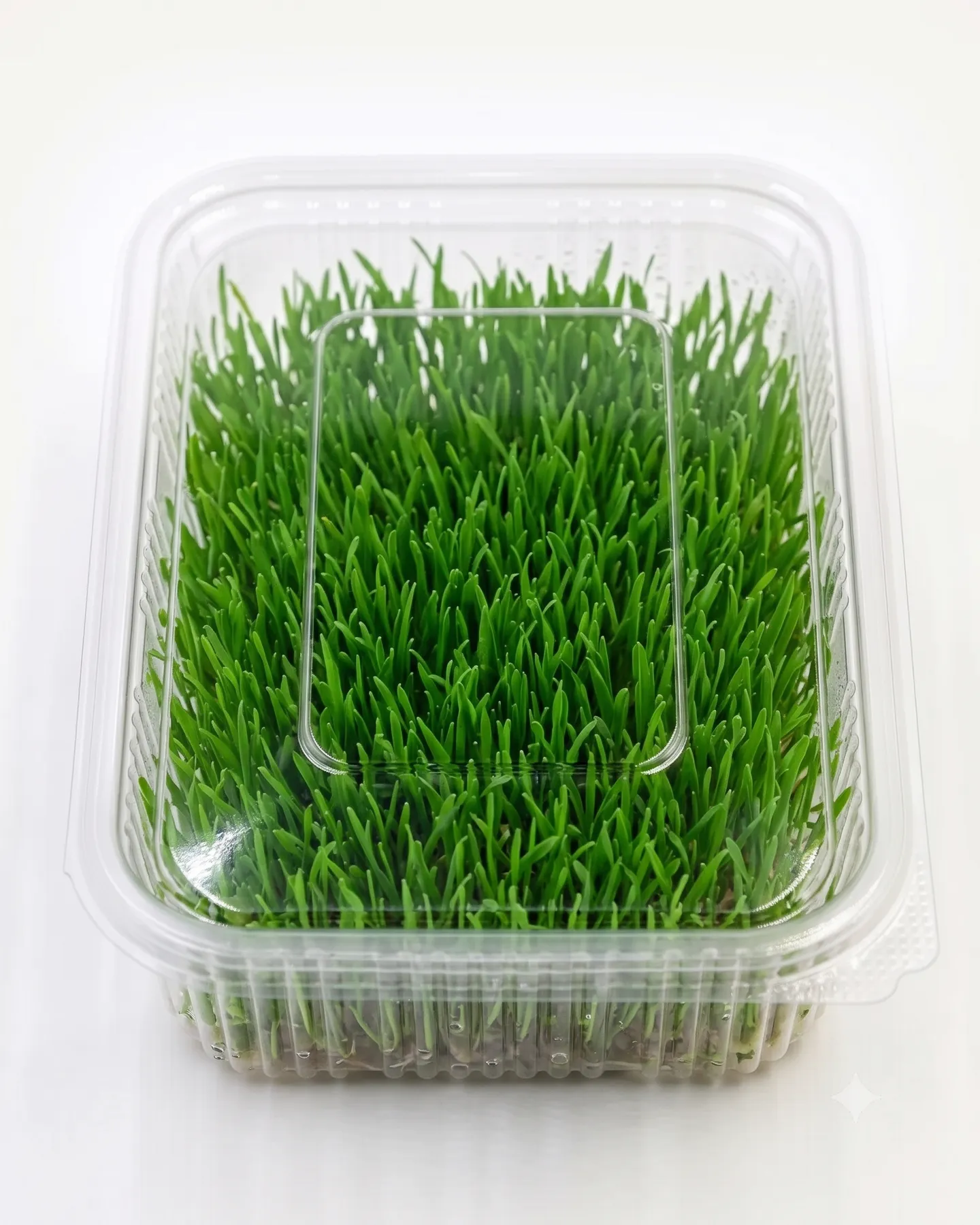 Wheatgrass — view 1