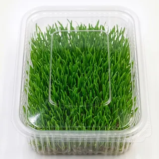 Wheatgrass